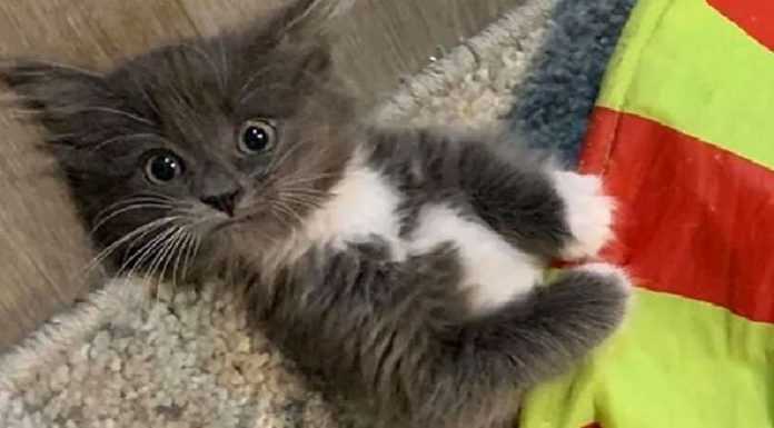 Eine charmante Katze mit einer unheilbaren Krankheit fand ihr Zuhause