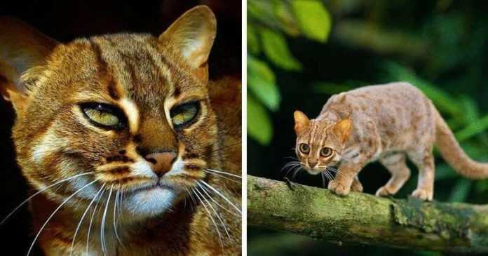 Die rostige Katze ist das kleinste wilde Raubtier der Welt