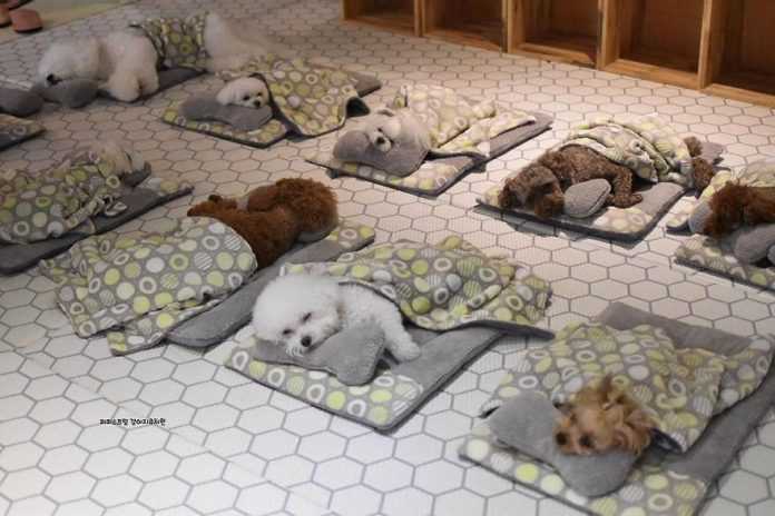 Fotos von schlafenden Welpen aus einem speziellen Kindergarten für Hunde eroberten das Internet (15 Fotos)