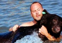 Der Bär ertrank, und der Mann beeilte sich, ihn herauszuziehen und riskierte sich Der Bär ertrank, und der Mann beeilte sich, ihn herauszuziehen und riskierte sich
