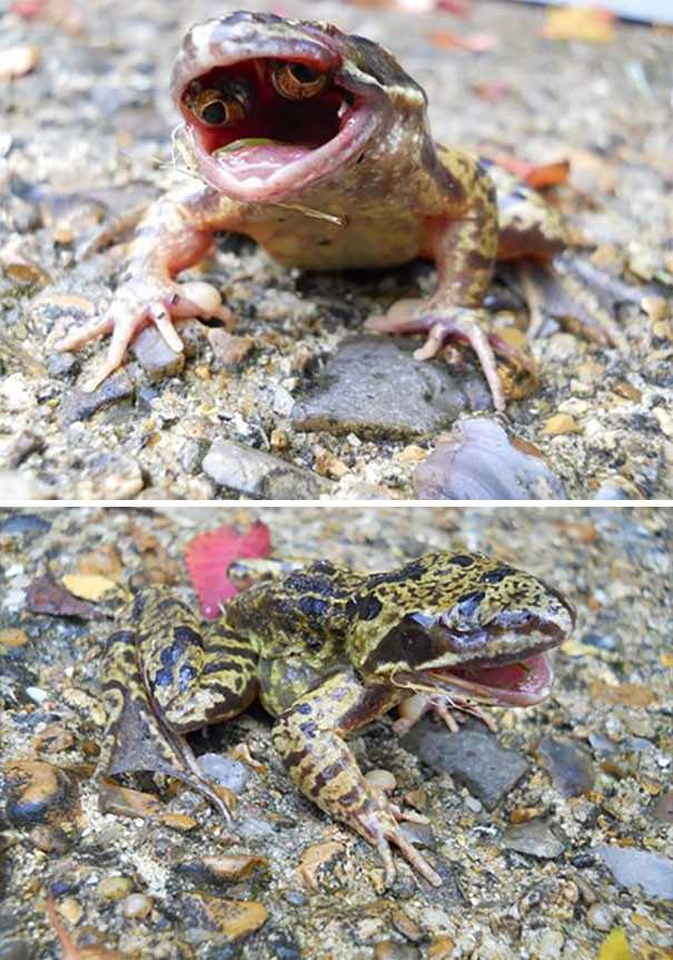 Ta żaba urodziła się z oczami wewnątrz pyska 