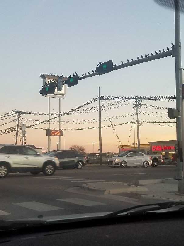 To miasto ma problem z ptakami 