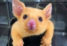 Ein Tier, das in der Natur nicht vorkommt, wurde in die Tierklinik gebracht Ein Tier, das in der Natur nicht vorkommt, wurde in die Tierklinik gebracht