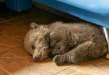 Weißrussischer Bauer rettete ein Bärenjunges vor dem Hungertod und wurde seine Mutter Weißrussischer Bauer rettete ein Bärenjunges vor dem Hungertod und wurde seine Mutter