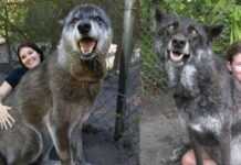 Der Wolf wurde von den Besitzern verraten, die Klinik sollte ihn einschläfern, doch den Freiwilligen gelang es, den gutaussehenden Mann zu retten Der Wolf wurde von den Besitzern verraten, die Klinik sollte ihn einschläfern, doch den Freiwilligen gelang es, den gutaussehenden Mann zu retten